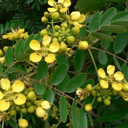 بذور شجرة كاسيا التايلندية ( Senna siamea )