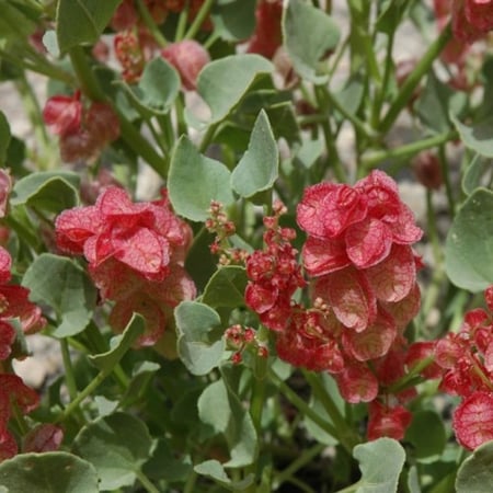 بذور شجيرة الحميض ( Rumex vesicarius )