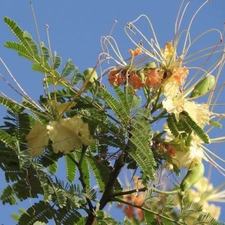 بذور شجرة الرنف النادرة - العضب ( Delonix elata )