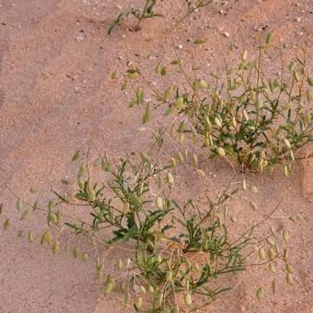 بذور عشبة القليقلان ( Anisosciadium )