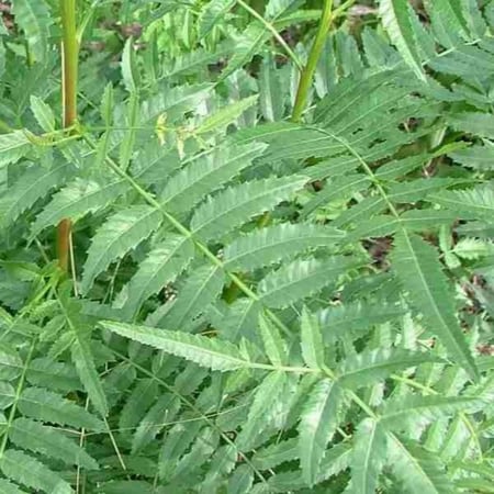 بذور شجرة الفلفل البيروفي رفيع الأوراق ( Schinus molle )