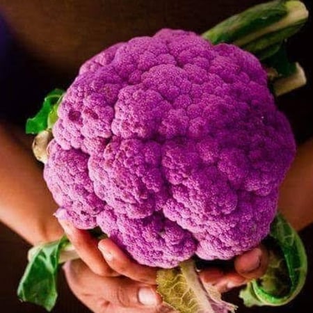 بذور بروكلي ارجواني ( Brassica oleracea Var.Italica )