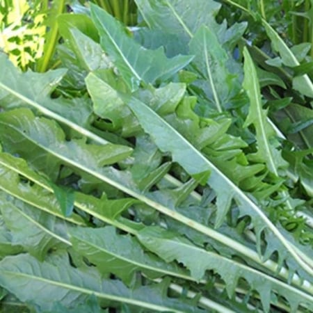 بذور نبات الهندباء ( Cichorium intybus )