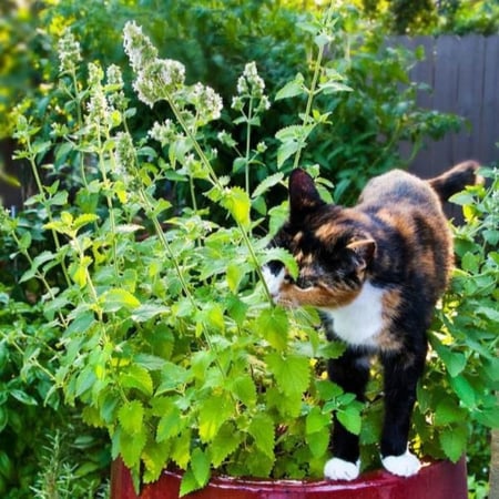 بذور النعناع البري - نعناع القط ( Nepeta Cataria )