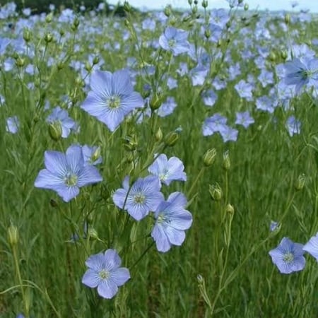 بذور الكتان ( LINUM USITATISSIMUM )