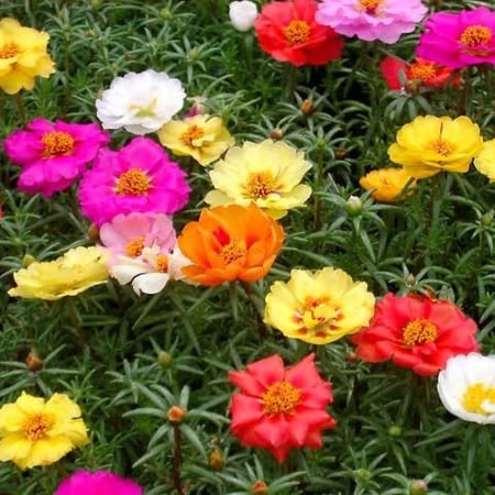بذور زهرة الصباح - رجلة الزهور ( portulaca )