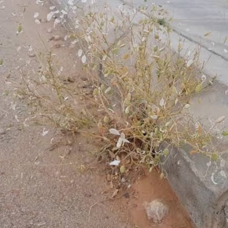 بذور عشبة القليقلان ( Anisosciadium )