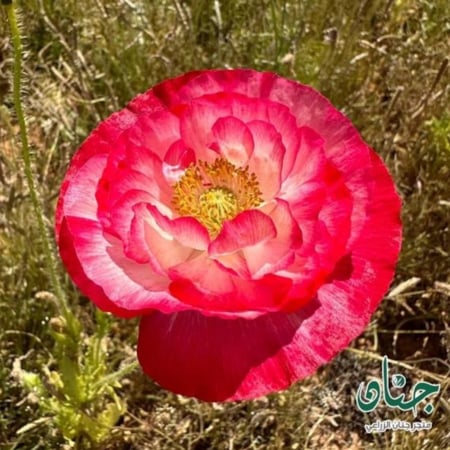 بذور الديدحان الملون متعدد البتلات - شقائق النعمان ( papaver rhoeas )