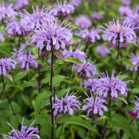 بذور النعناع الليموني ( Monarda citriodora )