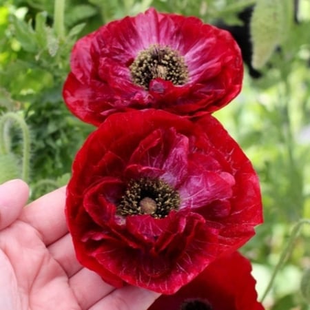 بذور الديدحان الملون متعدد البتلات - شقائق النعمان ( papaver rhoeas )