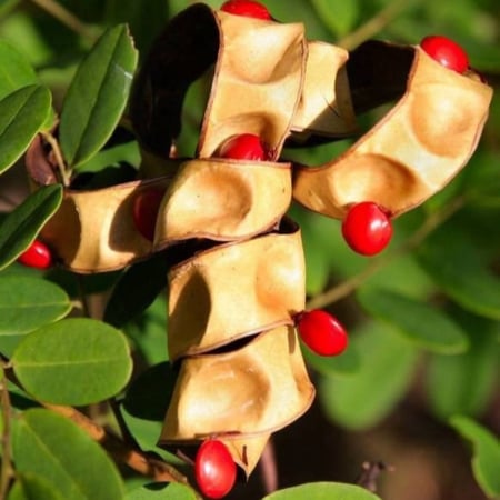 بذور شجرة الصندل المرجاني - مرجان الغابة ( Adenanthera pavonina )