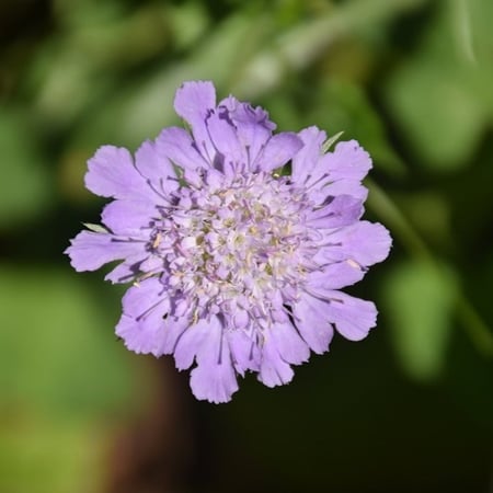 بذور الطربة - ام قلاص البنفسجية ( lomelosia olivieri )