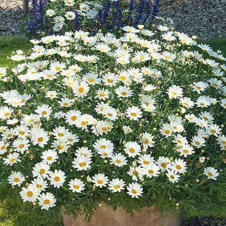 بذور زهرة مارجريت ( Argyranthemum frutescens )