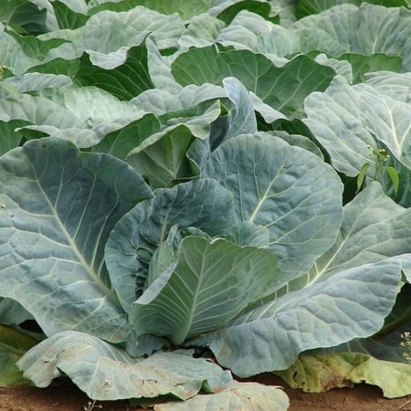 بذور الملفوف الأخضر - الكرنب الأخضر ( Brassica oleracea var. capitata )