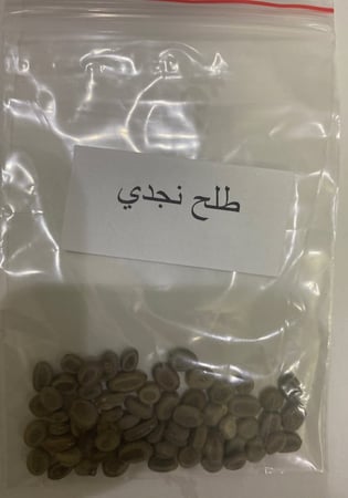 بذور طلح نجدي