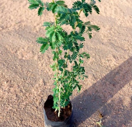 الطلح النجدي-  Acacia gerrardii
