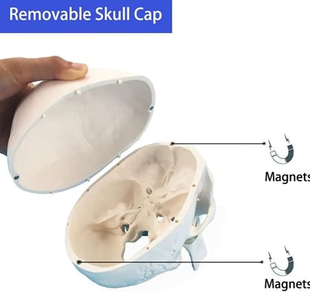 نموذج  جمجمة بشرية