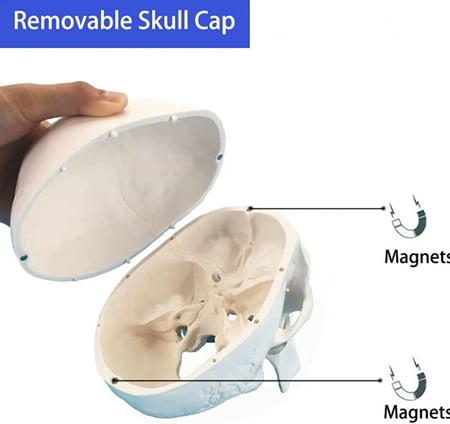 نموذج  جمجمة بشرية