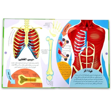 جسم الانسان من الخارج إلى الداخل
