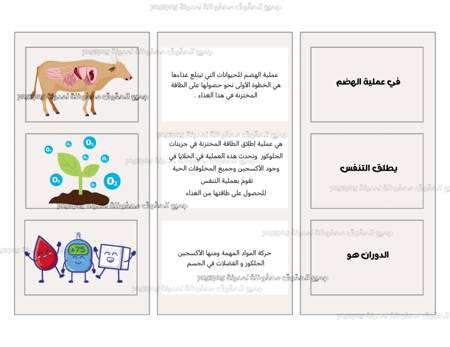 المطوية في عملية الهضم يطلق التنفس الدوران هو PDF