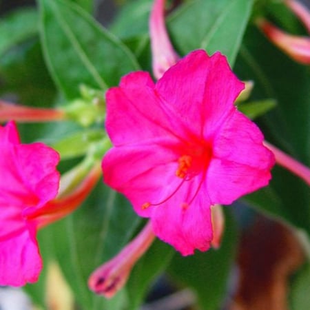 ساعة الرابعة