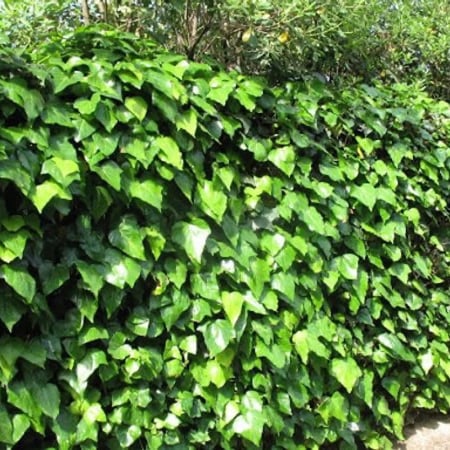 بذور متسلقة اللبلاب