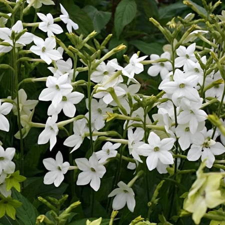 بذور ياسمين نيكوتيانا ألاتا