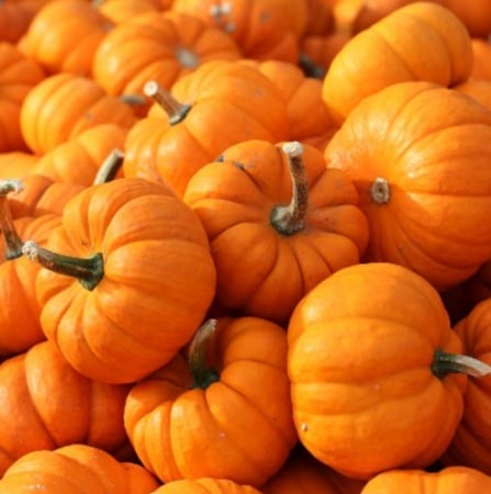 قرع امريكي قزمي