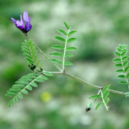 بذور القفعاء Astragalus Asterias