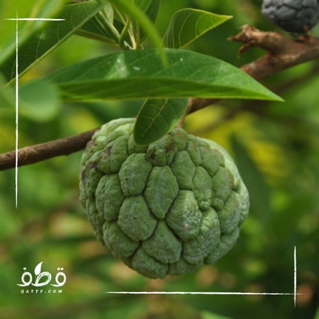 فاكهة القشطة -  Annona sp