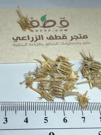 جملة 500 بذرة من بذور البسباس البري