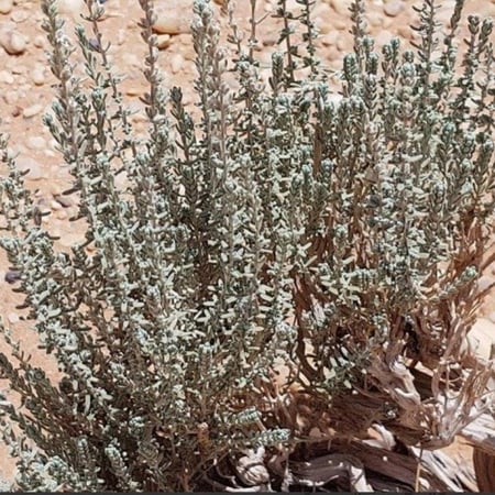 جملة 1000 بذرة من بذور بذور الزعتر البري المحلي