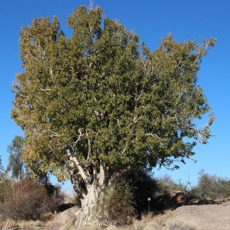 بذور شجرة الاثب البري