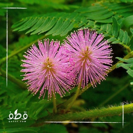 ميموسا بوديكا  الخجولة - Mimosa Pudica