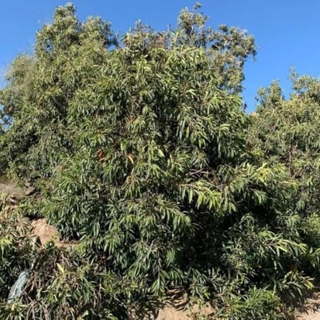 بذور شجرة الاثب البري