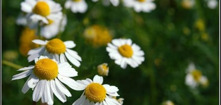 بذور البابونج
