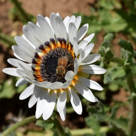 بذور زهرة ملكة الحقل - اركتوتس -Arctotis Fastuosa