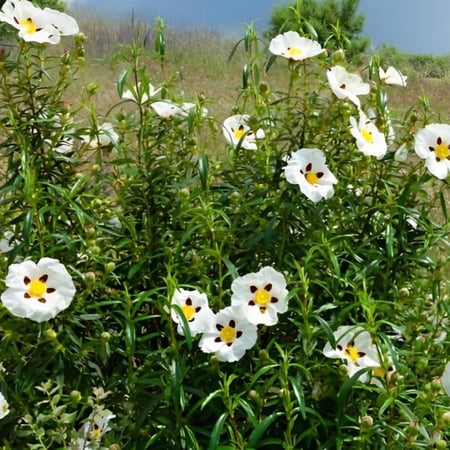 بذور  شجيرة وردة الأميرة القريضة العنبرية العطرية