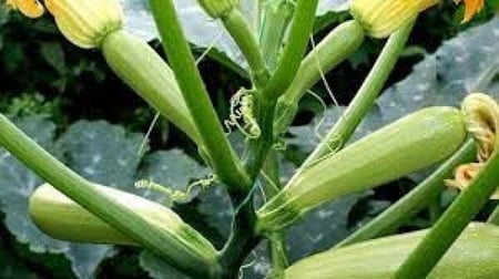 بذور كوسه كوسا F1 هجين