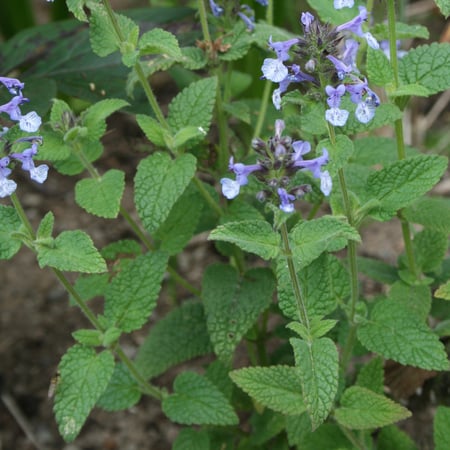 بذور النعناع البري - Nepeta Cataria