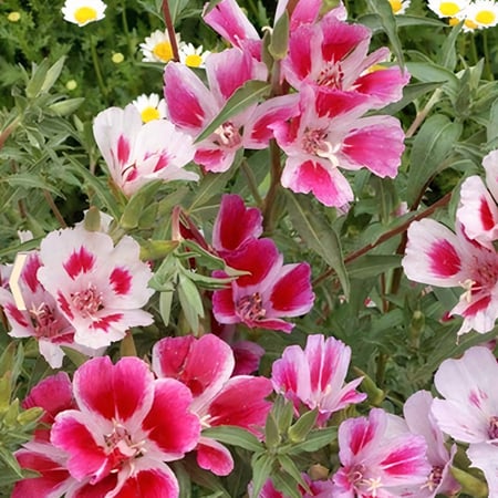 بذور زهرة وداع الربيع جوديشيا