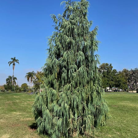بذور السرو الكشميري