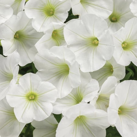 بذور زهرة بيتونيا البيضاء