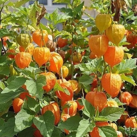 بذور نبات الحرنكش