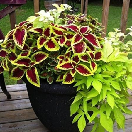 بذور السجاد  كوليوس بلومي