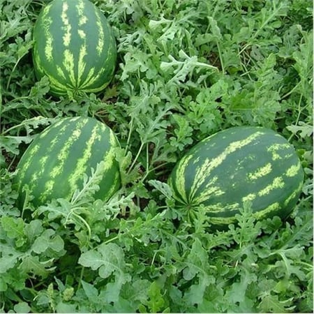 بذور بطيخ كريمسون سويت - Crimson Sweet