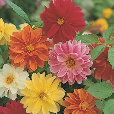 بذور زهور داليا  مكس Dahila Variabilis