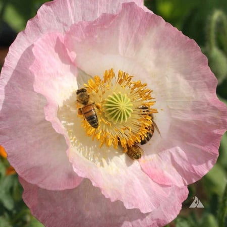 بذور الديدحان الملون  شقائق النعمان -papaver rhoeas