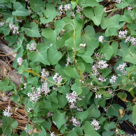 بذور متسلقة المديد