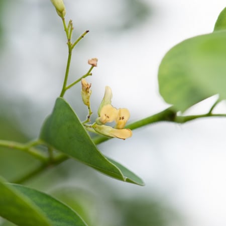 شجرة السرسوع Dalbergia Sissoo